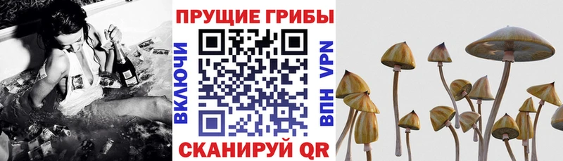 как найти закладки  Пыталово  Псилоцибиновые грибы GOLDEN TEACHER 